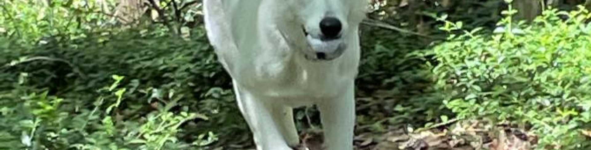 Sunnyside White Swiss Shepherds / Clarksville VA /