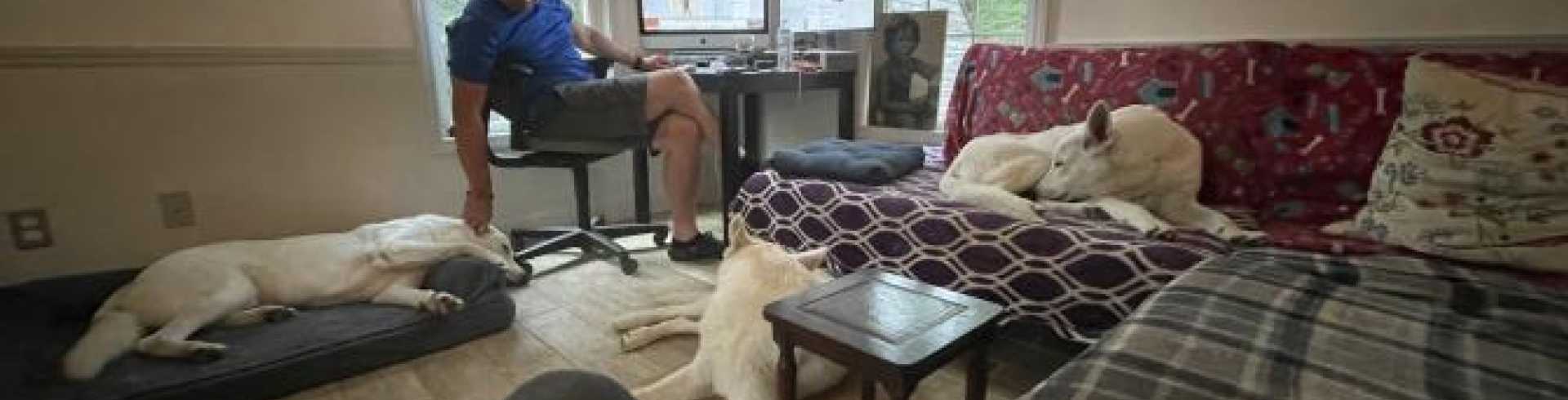 Sunnyside White Swiss Shepherds / Clarksville VA /