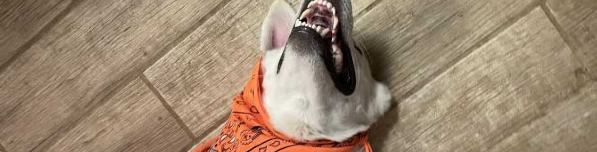 Sunnyside White Swiss Shepherds / Clarksville VA /