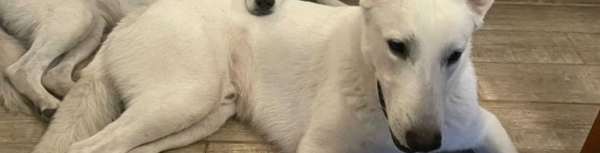 Sunnyside White Swiss Shepherds / Clarksville VA /