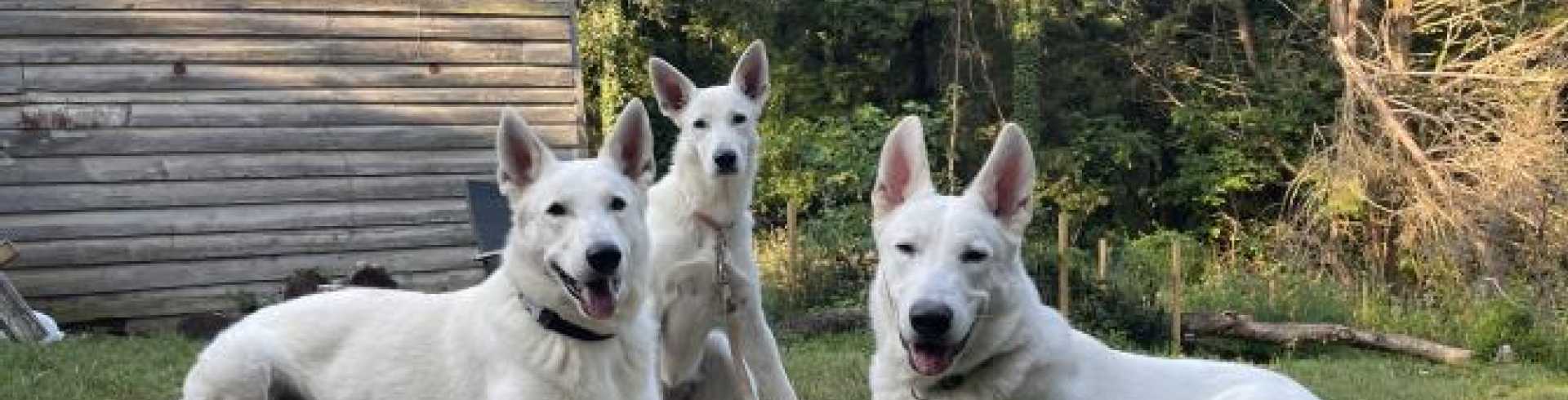 Sunnyside White Swiss Shepherds / Clarksville VA /
