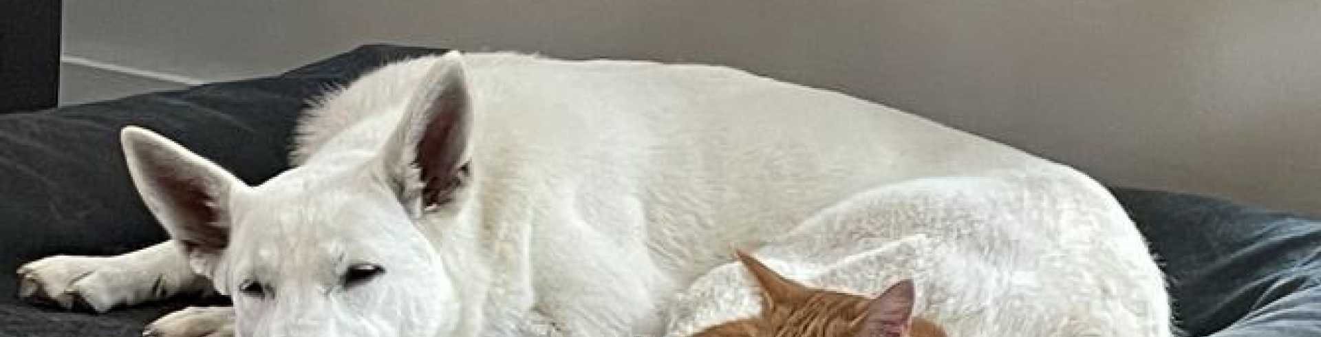 Sunnyside White Swiss Shepherds / Clarksville VA /