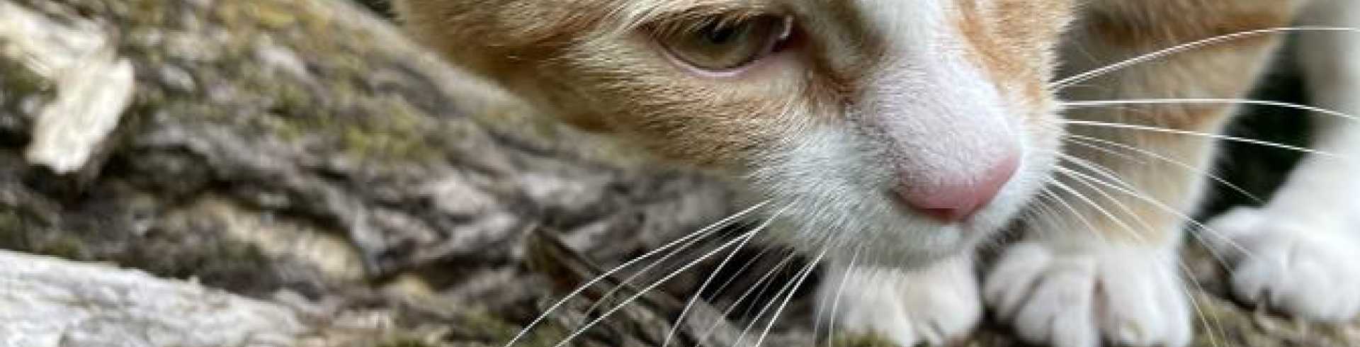 Sunnyside White Swiss Shepherds / Clarksville VA /