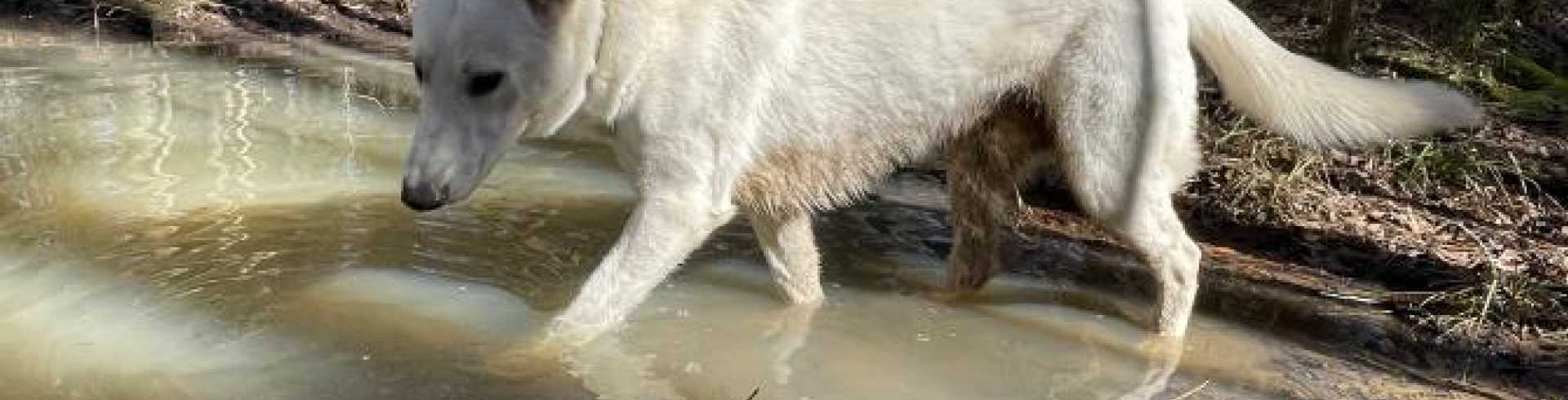 Sunnyside White Swiss Shepherds / Clarksville VA / Wire in the way