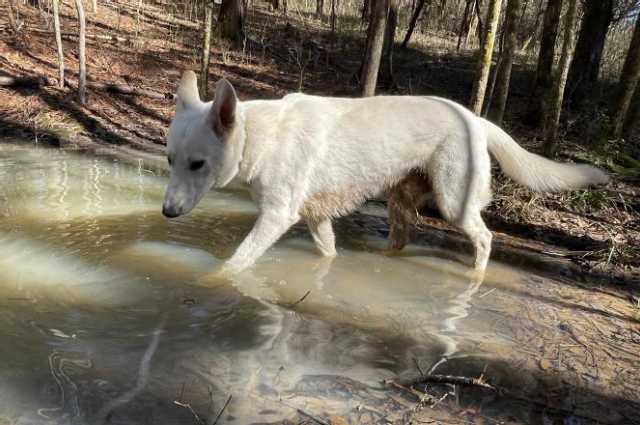 The Sunnyside Sisters Bed and Breakfast / Clarksville VA / Wire in the way