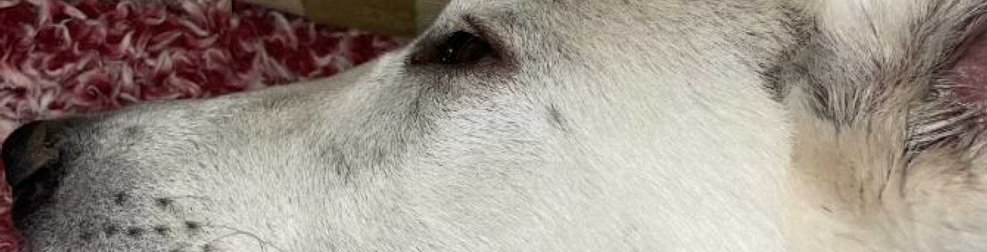 Sunnyside White Swiss Shepherds / Clarksville VA / Papers Jessie are in!