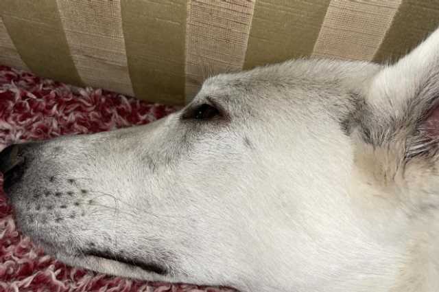 The Sunnyside Sisters Bed and Breakfast / Clarksville VA / Papers Jessie are in!