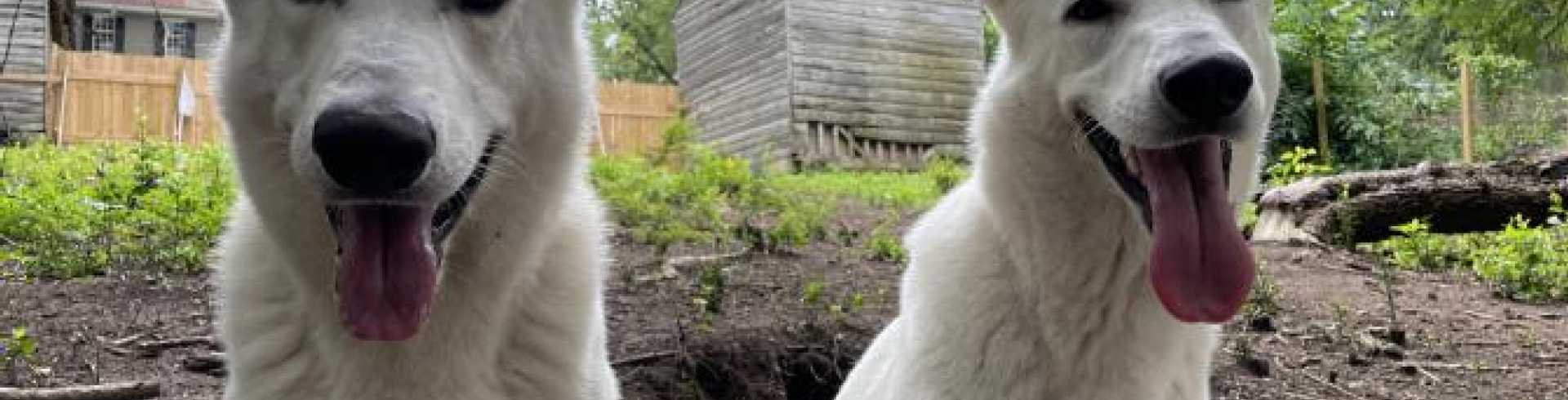 Sunnyside White Swiss Shepherds / Clarksville VA /