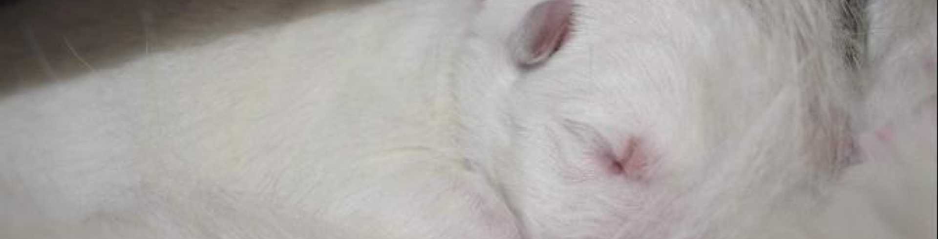 Sunnyside White Swiss Shepherds / Clarksville VA /