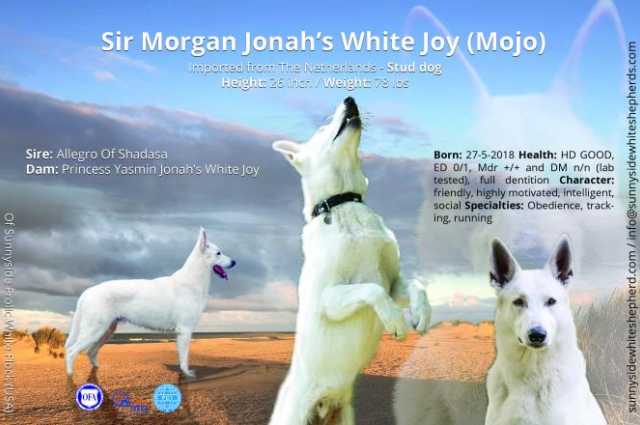 The Sunnyside Sisters Bed and Breakfast / Clarksville VA / Beautiful and now a stud, Mojo