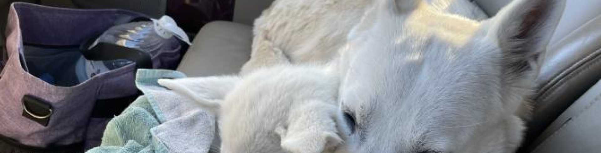 Sunnyside White Swiss Shepherds / Clarksville VA /