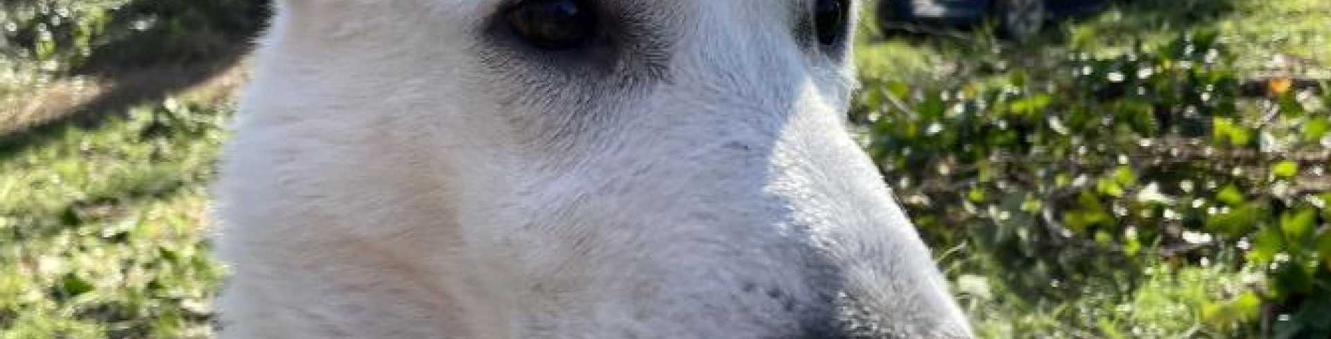 Sunnyside White Swiss Shepherds / Clarksville VA /