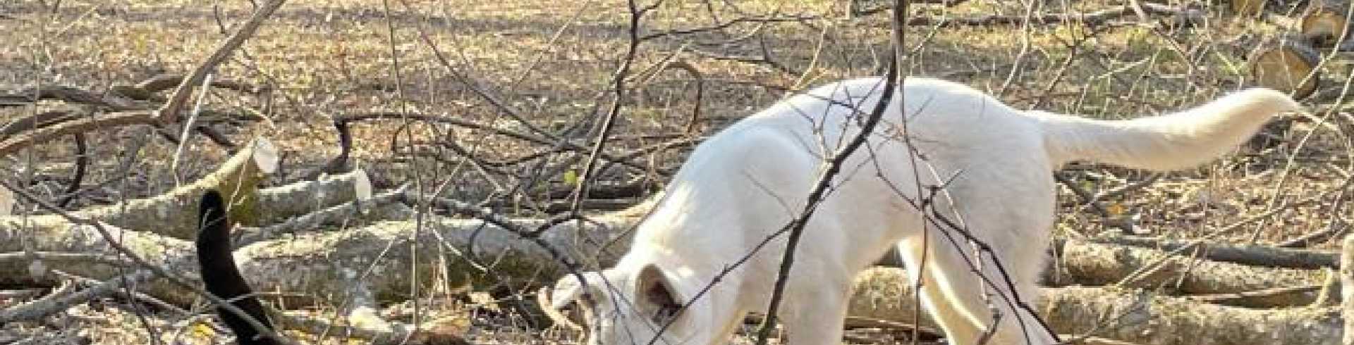 Sunnyside White Swiss Shepherds / Clarksville VA /