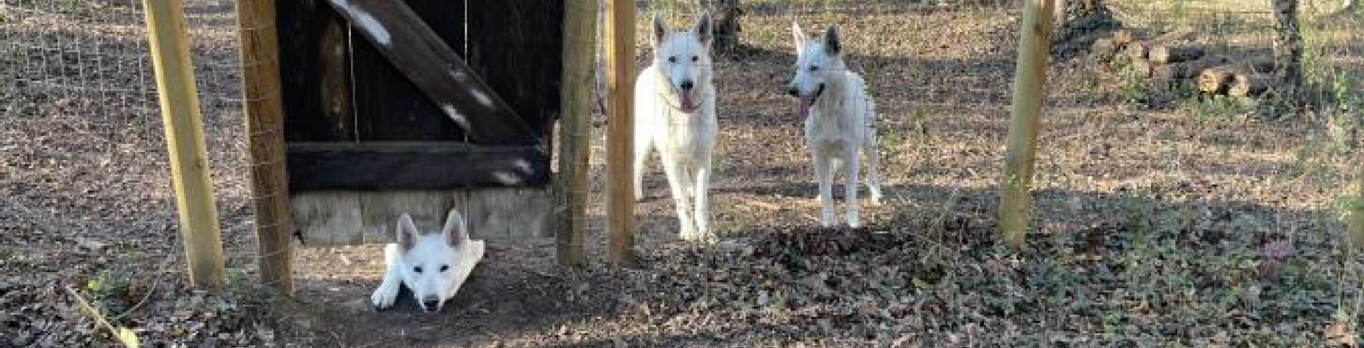 Sunnyside White Swiss Shepherds / Clarksville VA /