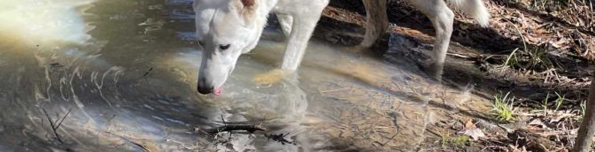 Sunnyside White Swiss Shepherds / Clarksville VA /