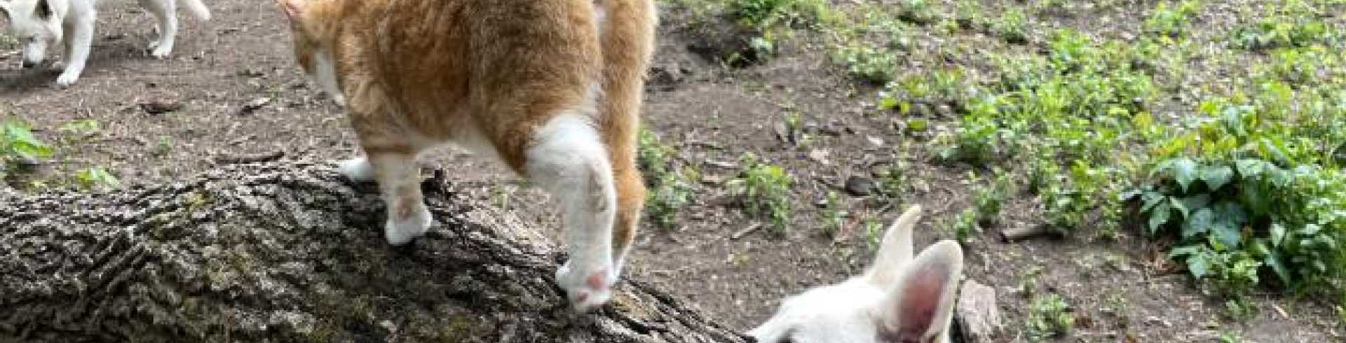 Sunnyside White Swiss Shepherds / Clarksville VA /