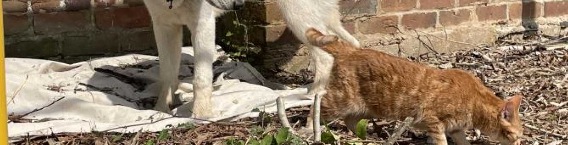 Sunnyside White Swiss Shepherds / Clarksville VA /
