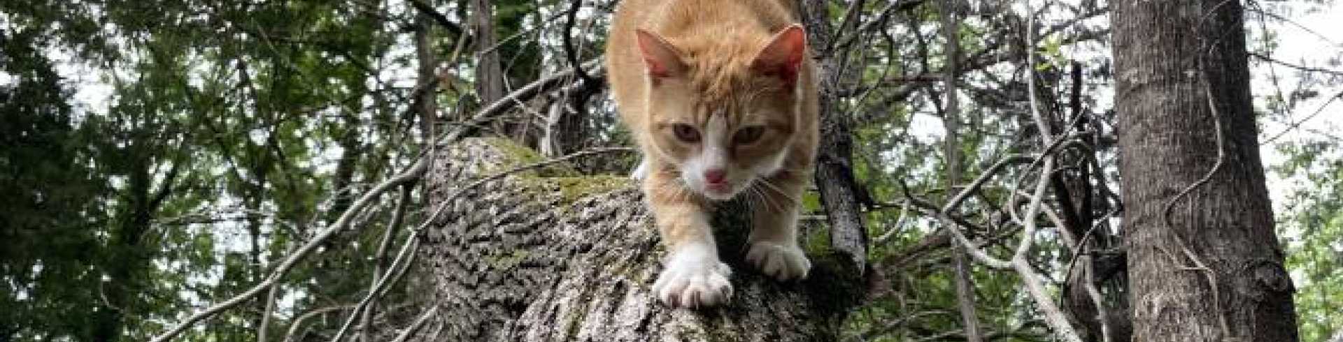 Sunnyside White Swiss Shepherds / Clarksville VA /