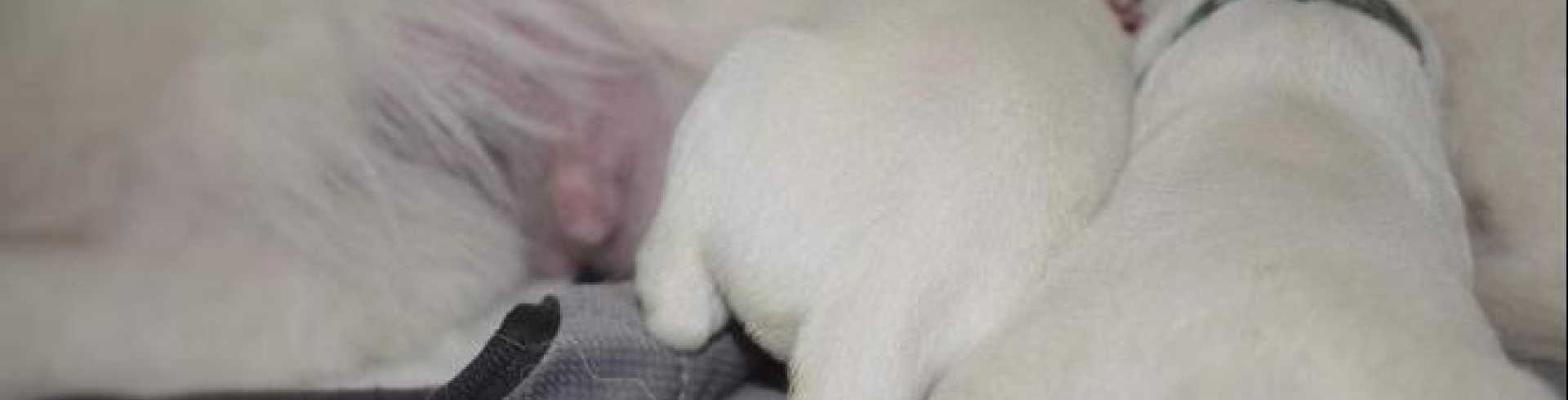 Sunnyside White Swiss Shepherds / Clarksville VA /