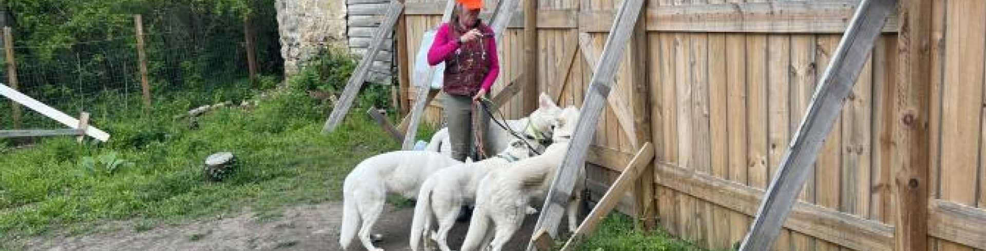 Sunnyside White Swiss Shepherds / Clarksville VA /