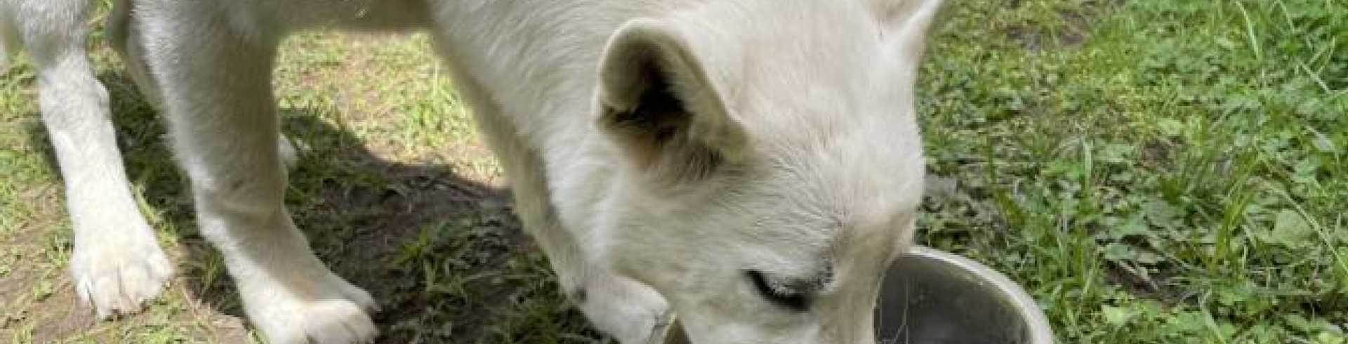 Sunnyside White Swiss Shepherds / Clarksville VA /