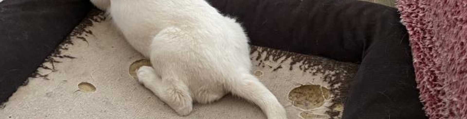 Sunnyside White Swiss Shepherds / Clarksville VA /