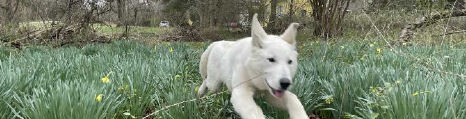 Sunnyside White Swiss Shepherds / Clarksville VA /