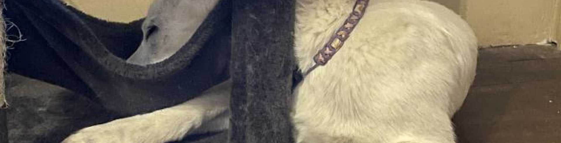 Sunnyside White Swiss Shepherds / Clarksville VA /