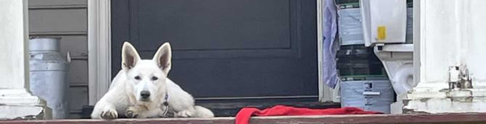 Sunnyside White Swiss Shepherds / Clarksville VA / Egg money uncovered