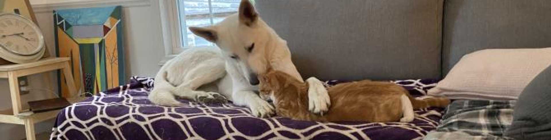 Sunnyside White Swiss Shepherds / Clarksville VA /