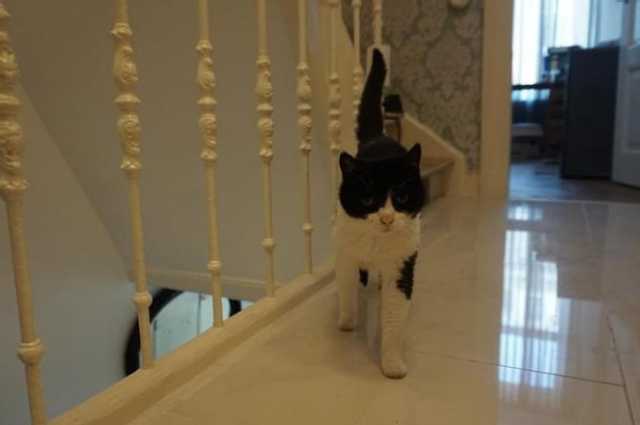 The Sunnyside Sisters Bed and Breakfast / Clarksville VA / Cat Jill 16y old RIP