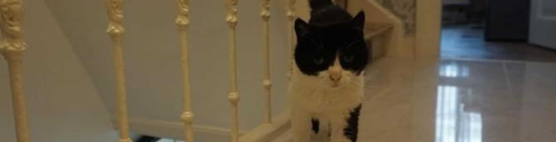 Sunnyside White Swiss Shepherds / Clarksville VA / Cat Jill 16y old RIP