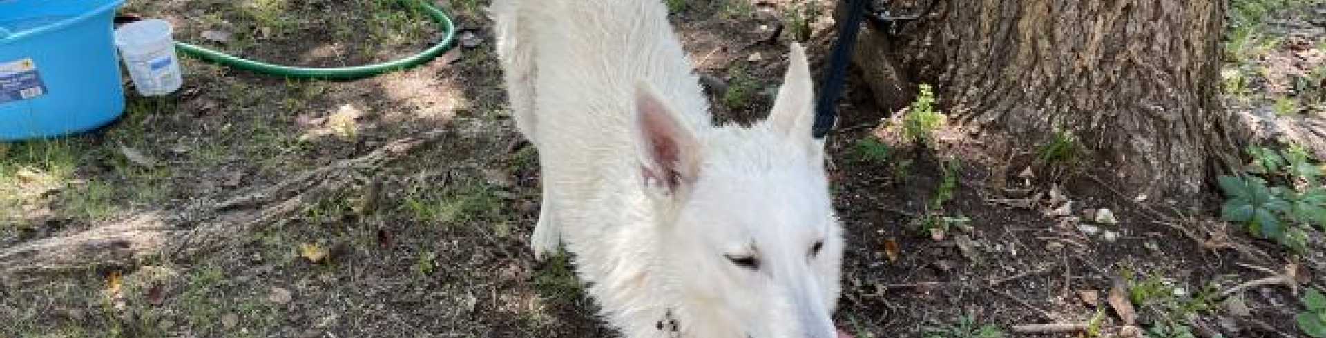 Sunnyside White Swiss Shepherds / Clarksville VA /