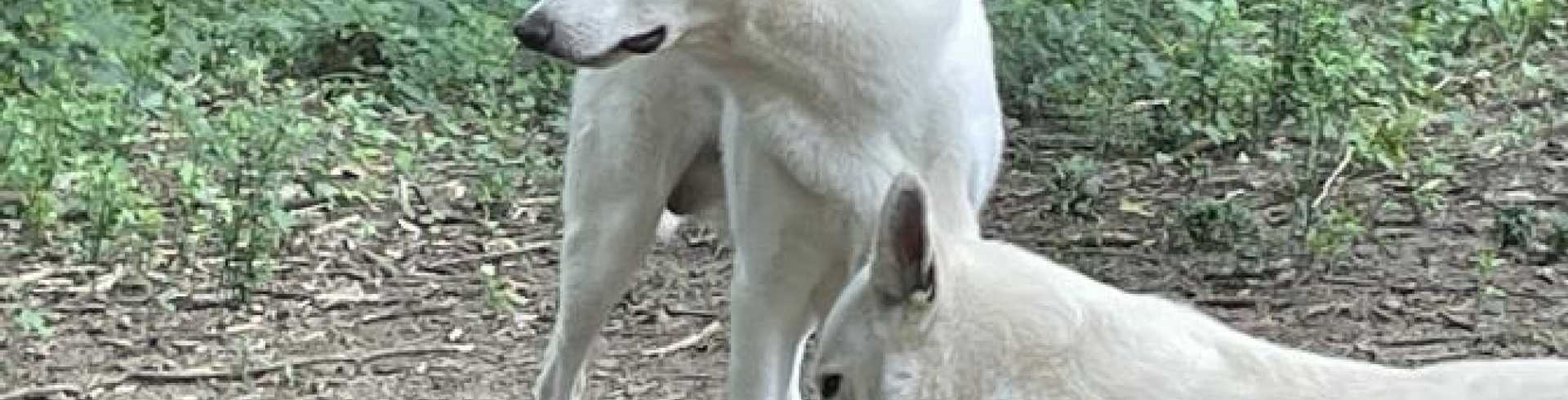 Sunnyside White Swiss Shepherds / Clarksville VA /