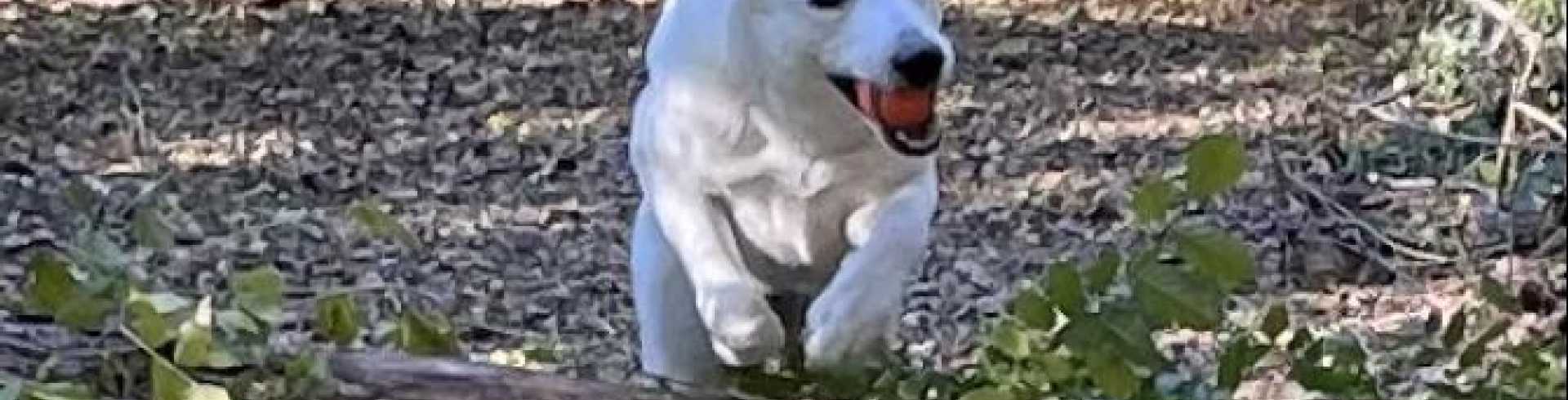Sunnyside White Swiss Shepherds / Clarksville VA / Jumping Jessie