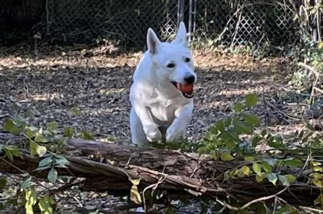 The Sunnyside Sisters Bed and Breakfast / Clarksville VA / Jumping Jessie