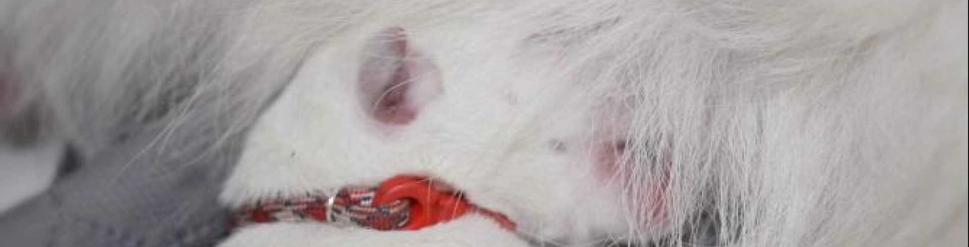 Sunnyside White Swiss Shepherds / Clarksville VA /