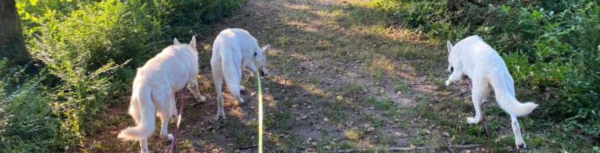 Sunnyside White Swiss Shepherds / Clarksville VA /