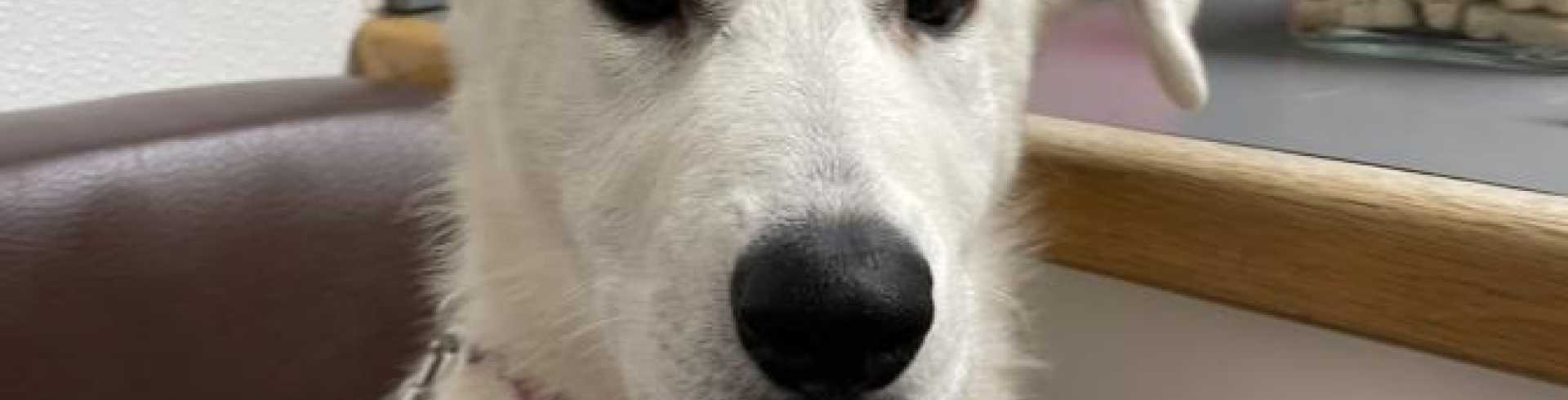 Sunnyside White Swiss Shepherds / Clarksville VA /