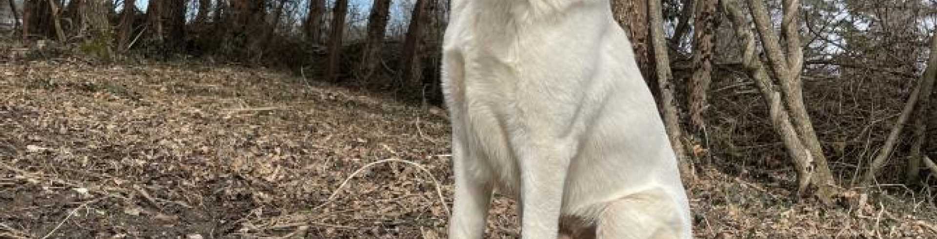 Sunnyside White Swiss Shepherds / Clarksville VA /