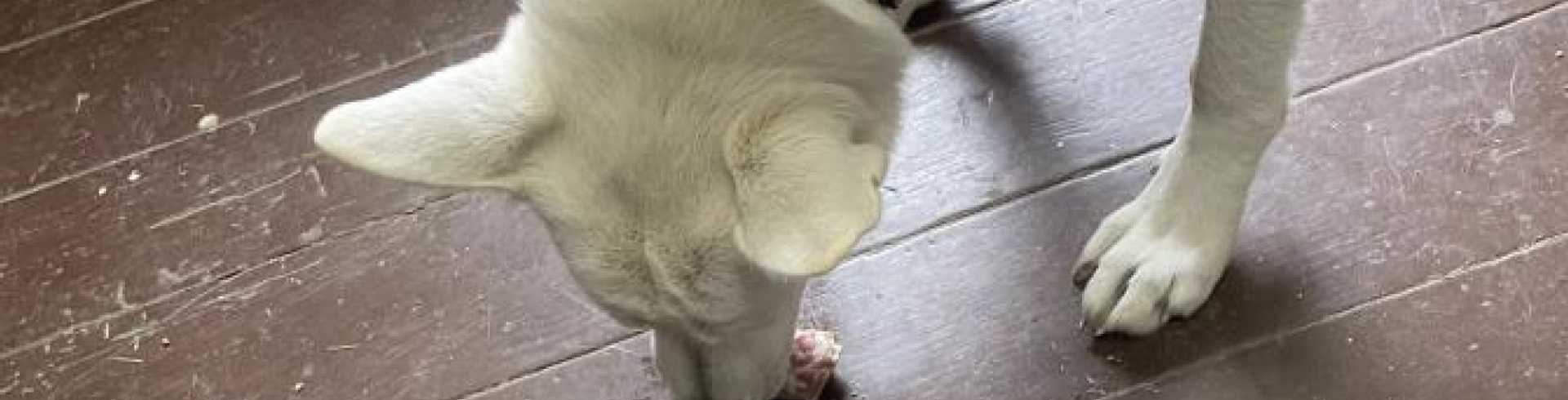 Sunnyside White Swiss Shepherds / Clarksville VA / Yummie: chicken thigh