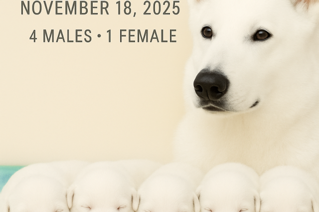 Sunnyside White Swiss Shepherds / Clarksville VA / 