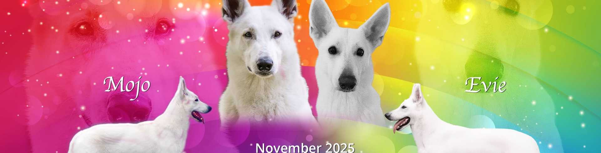 Sunnyside White Swiss Shepherds / Clarksville VA /