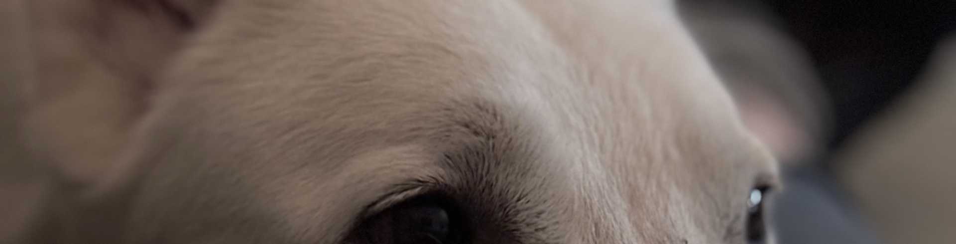 Sunnyside White Swiss Shepherds / Clarksville VA /