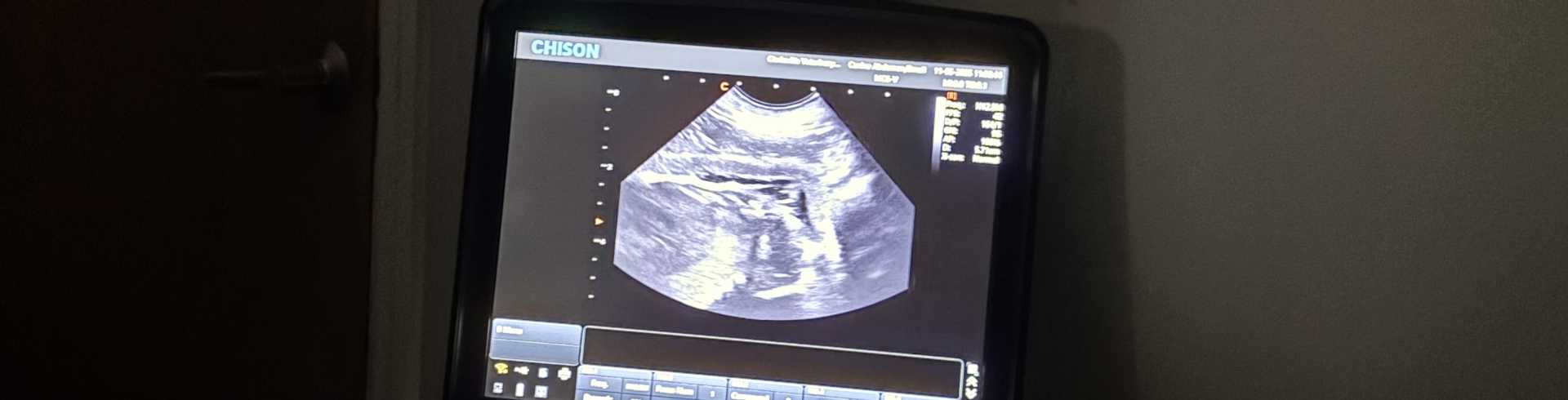 Sunnyside White Swiss Shepherds / Clarksville VA /