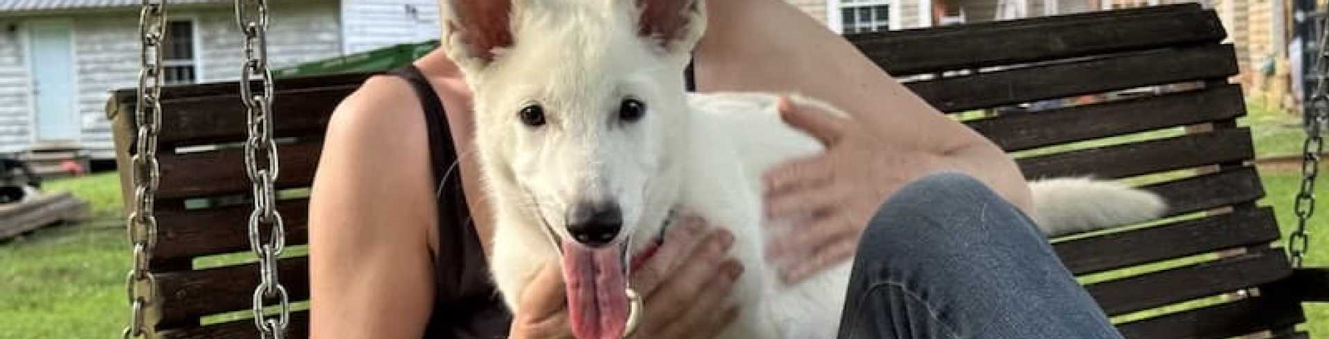 Sunnyside White Swiss Shepherds / Clarksville VA /