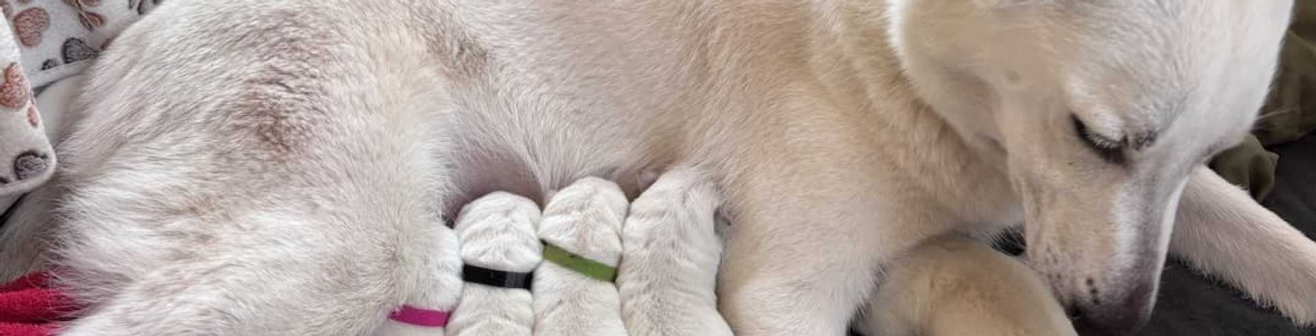 Sunnyside White Swiss Shepherds / Clarksville VA /