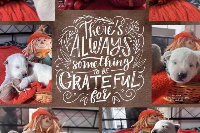 Sunnyside White Swiss Shepherds / Clarksville VA / 