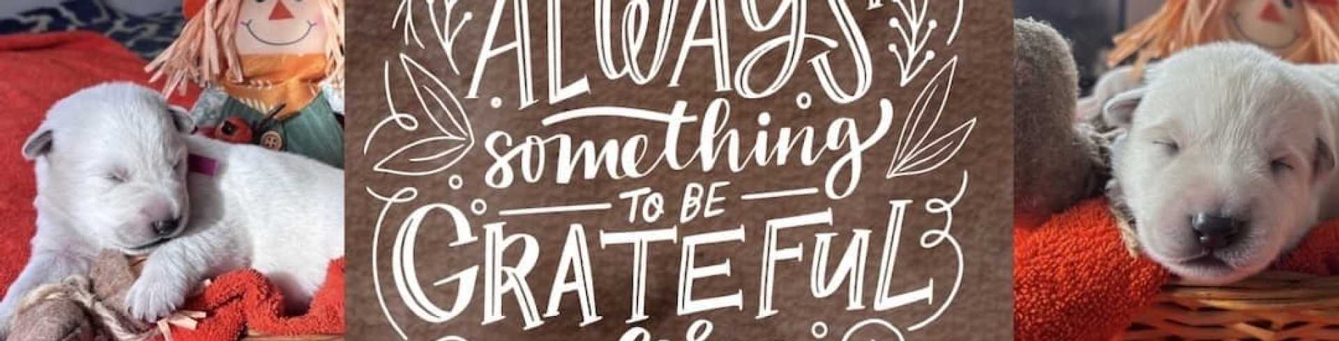 Sunnyside White Swiss Shepherds / Clarksville VA /