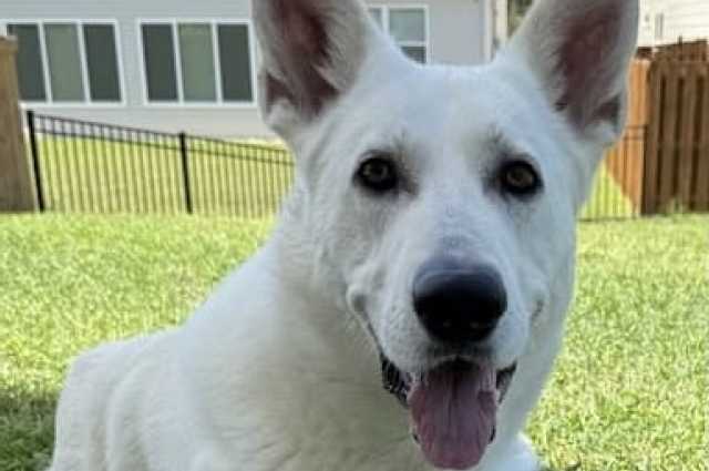 Sunnyside White Swiss Shepherds / Clarksville VA / 
